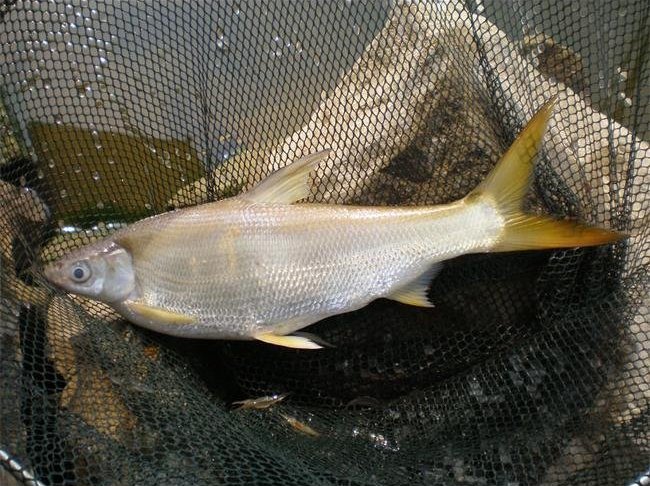 Xenocypris macrolepis Bleeker, 1871